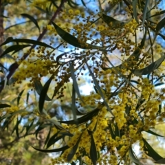 Acacia rubida at Isaacs, ACT - 5 Aug 2021