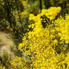 Acacia boormanii (Snowy River Wattle) at Isaacs Ridge and Nearby - 5 Aug 2021 by Mike