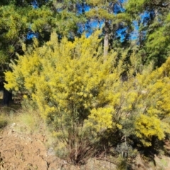 Acacia boormanii at Isaacs, ACT - 5 Aug 2021 03:01 PM