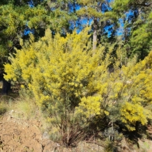 Acacia boormanii at Isaacs, ACT - 5 Aug 2021 03:01 PM