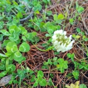 Trifolium repens at Isaacs, ACT - 5 Aug 2021