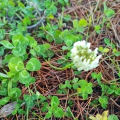 Trifolium repens (White Clover) at Isaacs, ACT - 5 Aug 2021 by Mike