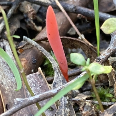 Clavulinopsis corallinorosacea (Clavulinopsis corallinorosacea) at Paddys River, ACT - 5 Aug 2021 by AnneG1