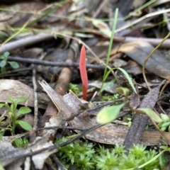 Clavulinopsis corallinorosacea at Paddys River, ACT - 5 Aug 2021