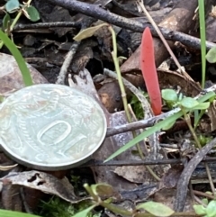 Clavulinopsis corallinorosacea at Paddys River, ACT - 5 Aug 2021