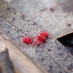 Trombidiidae (family) (Red velvet mite) at Paddys River, ACT - 5 Aug 2021 by AnneG1