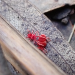 Trombidiidae (family) at Paddys River, ACT - 5 Aug 2021