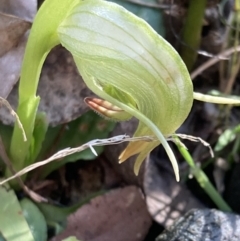 Pterostylis nutans (Nodding Greenhood) at Paddys River, ACT - 5 Aug 2021 by AnneG1