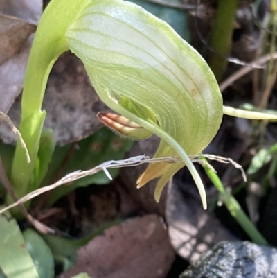 Pterostylis nutans (Nodding Greenhood) at Tidbinbilla Nature Reserve - 5 Aug 2021 by AnneG1