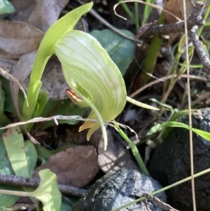 Pterostylis nutans at Paddys River, ACT - suppressed