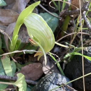 Pterostylis nutans at Paddys River, ACT - 5 Aug 2021