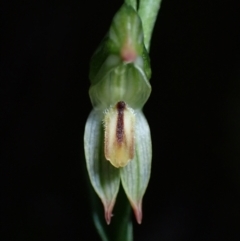 Bunochilus montanus (ACT) = Pterostylis jonesii (NSW) (Montane Leafy Greenhood) at Paddys River, ACT - 5 Aug 2021 by AnneG1