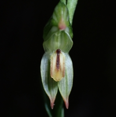 Bunochilus montanus (ACT) = Pterostylis jonesii (NSW) (Montane Leafy Greenhood) at Paddys River, ACT - 5 Aug 2021 by AnneG1