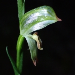 Bunochilus montanus (ACT) = Pterostylis jonesii (NSW) at Paddys River, ACT - 5 Aug 2021