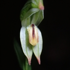 Bunochilus montanus (ACT) = Pterostylis jonesii (NSW) at Paddys River, ACT - 5 Aug 2021