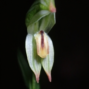 Bunochilus montanus (ACT) = Pterostylis jonesii (NSW) at Paddys River, ACT - 5 Aug 2021