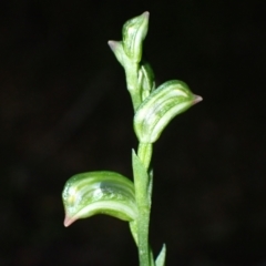 Bunochilus montanus (ACT) = Pterostylis jonesii (NSW) at Paddys River, ACT - 5 Aug 2021