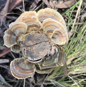 Trametes versicolor at Paddys River, ACT - 5 Aug 2021 12:06 PM