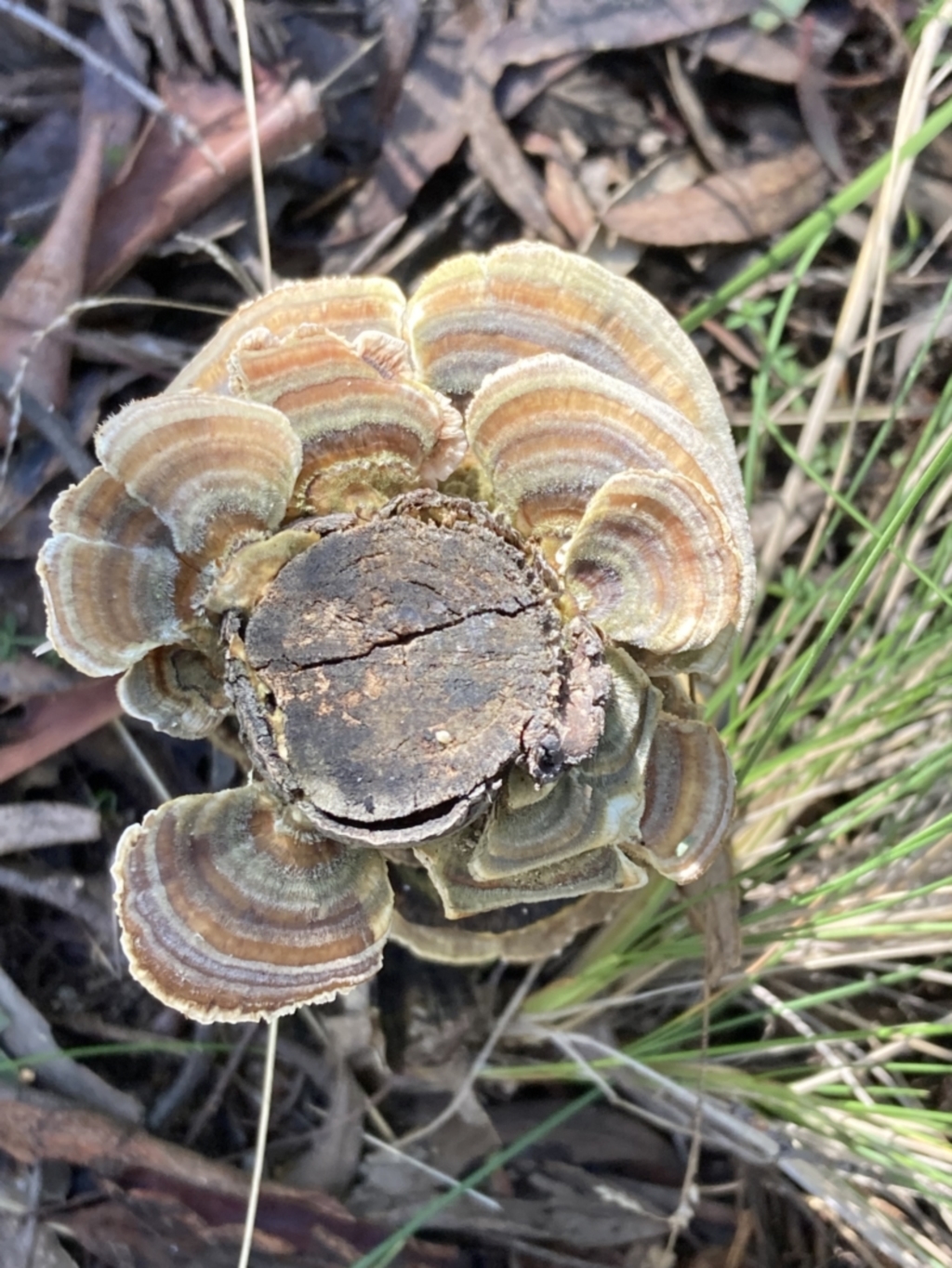 Trametes versicolor at Paddys River, ACT - 5 Aug 2021