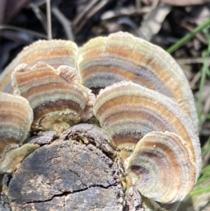 Trametes versicolor at Paddys River, ACT - 5 Aug 2021