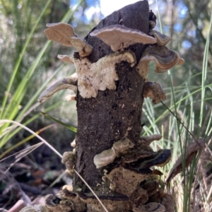 Trametes versicolor at Paddys River, ACT - 5 Aug 2021 12:06 PM