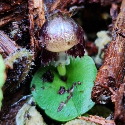 Corysanthes grumula (Stately helmet orchid) at Tidbinbilla Nature Reserve - 5 Aug 2021 by RobG1