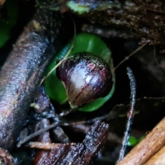 Corysanthes grumula at suppressed - 5 Aug 2021