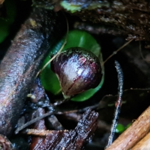 Corysanthes grumula at suppressed - 5 Aug 2021