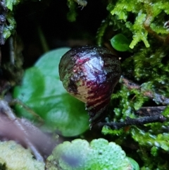 Corysanthes grumula at suppressed - 5 Aug 2021