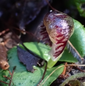 Corysanthes grumula at suppressed - 5 Aug 2021