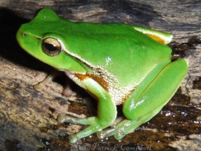 Litoria phyllochroa (Leaf-green Tree Frog) at Blue Mountains National Park, NSW - 19 May 2014 by PatrickCampbell