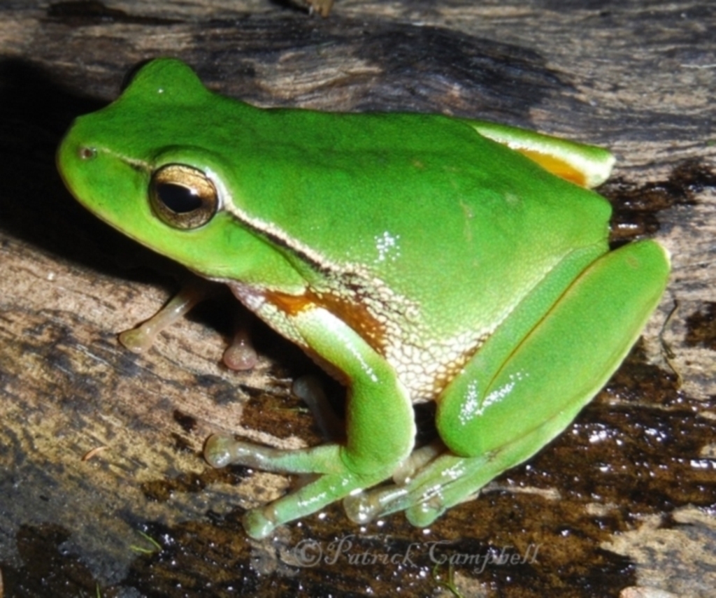 Litoria phyllochroa at suppressed - 19 May 2014