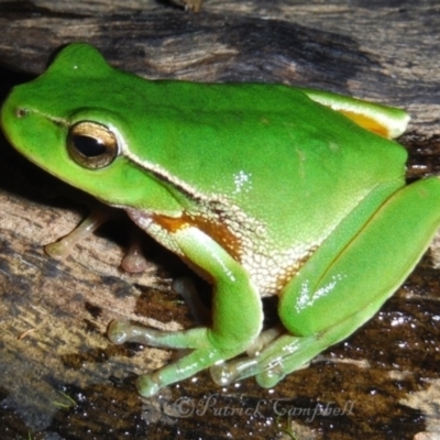 Litoria phyllochroa (Leaf-green Tree Frog) at Blue Mountains National Park - 19 May 2014 by PatrickCampbell