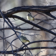 Acanthiza chrysorrhoa (Yellow-rumped Thornbill) at Namadgi National Park - 5 Aug 2021 by RodDeb