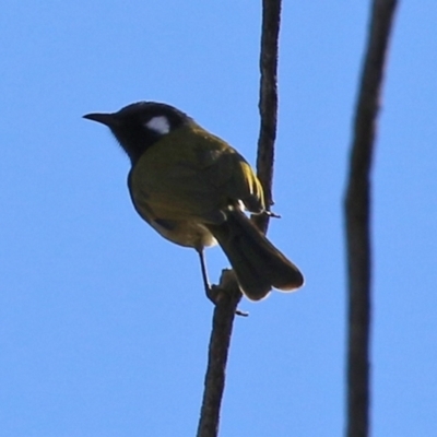 Nesoptilotis leucotis (White-eared Honeyeater) at Booth, ACT - 5 Aug 2021 by RodDeb