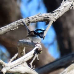 Malurus cyaneus (Superb Fairywren) at Booth, ACT - 5 Aug 2021 by RodDeb