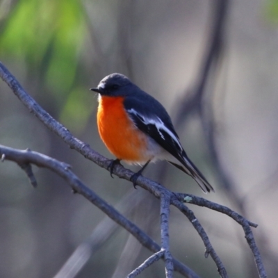 Petroica phoenicea (Flame Robin) at Booth, ACT - 5 Aug 2021 by RodDeb