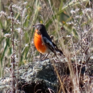 Petroica phoenicea at Booth, ACT - 5 Aug 2021 01:37 PM