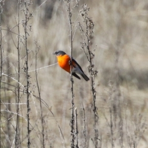 Petroica phoenicea at Booth, ACT - 5 Aug 2021 01:37 PM