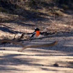 Petroica boodang (Scarlet Robin) at Namadgi National Park - 5 Aug 2021 by RodDeb
