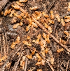 Nasutitermes sp. (genus) (Snouted termite, Gluegun termite) at Black Mountain - 5 Aug 2021 by Roger