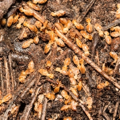 Nasutitermes sp. (genus) (Snouted termite, Gluegun termite) at Black Mountain - 5 Aug 2021 by Roger