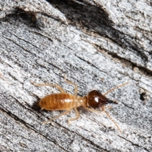 Nasutitermes sp. (genus) at Bruce, ACT - 5 Aug 2021