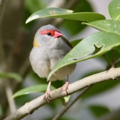 Neochmia temporalis (Red-browed Finch) at Springdale Heights, NSW - 5 Aug 2021 by PaulF