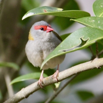 Neochmia temporalis (Red-browed Finch) at Red Light Hill Reserve - 5 Aug 2021 by PaulF