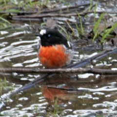 Petroica boodang (Scarlet Robin) at Albury - 5 Aug 2021 by PaulF