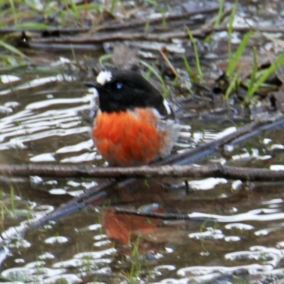 Petroica boodang (Scarlet Robin) at Springdale Heights, NSW - 5 Aug 2021 by PaulF