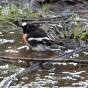 Petroica boodang at Springdale Heights, NSW - 5 Aug 2021