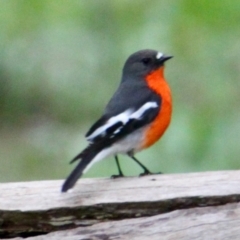 Petroica phoenicea (Flame Robin) at Red Light Hill Reserve - 5 Aug 2021 by PaulF