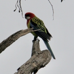 Platycercus eximius (Eastern Rosella) at Red Light Hill Reserve - 5 Aug 2021 by PaulF